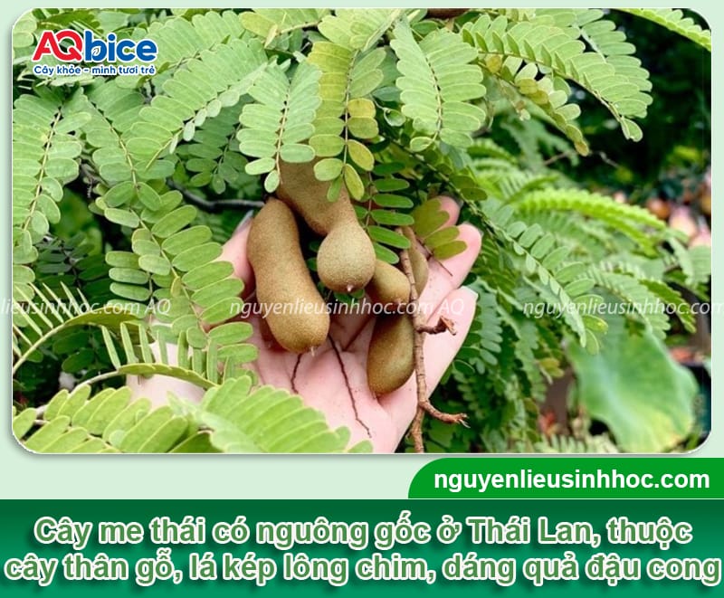 Cây me thái trồng bao lâu có trái và các yếu tố ảnh hưởng
