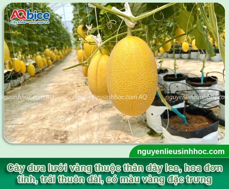 Hướng dẫn cách trồng dưa lưới vàng trong chậu đúng kỹ thuật