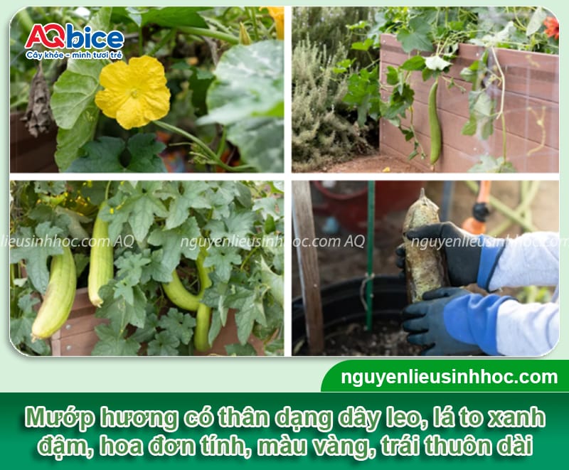 Hướng dẫn cách trồng mướp hương sai quả tại nhà 2 Hướng dẫn cách trồng mướp hương sai quả tại nhà