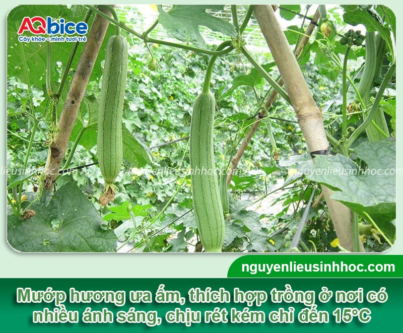 Thời vụ trồng mướp hương ở miền Bắc diễn ra khi nào? 2 Thời vụ trồng mướp hương ở miền Bắc diễn ra khi nào?