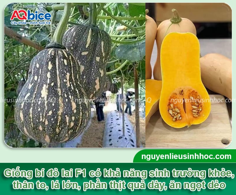Hướng dẫn kỹ thuật trồng bí đỏ F1 trái to đều, không sâu bệnh