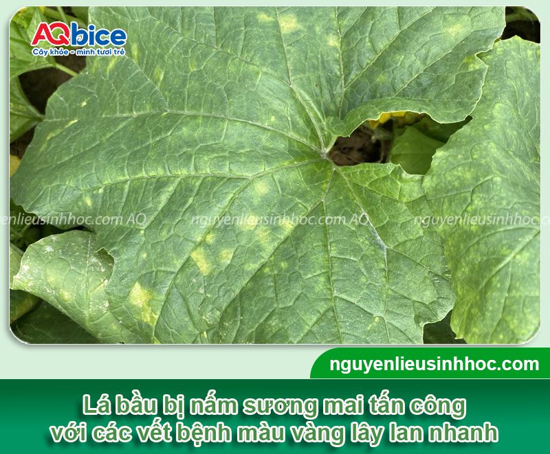 Cây bầu bị nấm lá: Nguyên nhân, dấu hiệu và Cách xử lý 2 Cây bầu bị nấm lá: Nguyên nhân, dấu hiệu và cách xử lý