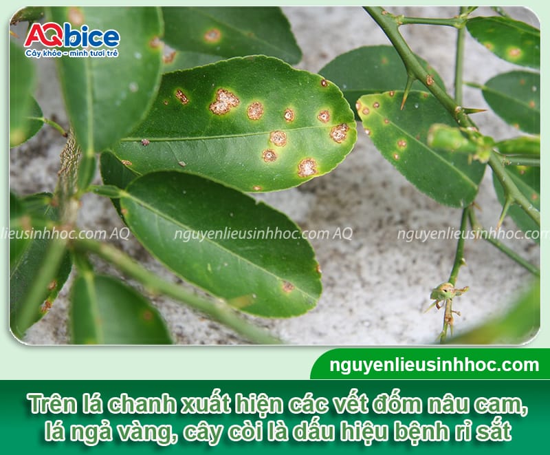 Bệnh rỉ sắt trên cây chanh: Nguyên nhân và biện pháp xử lý