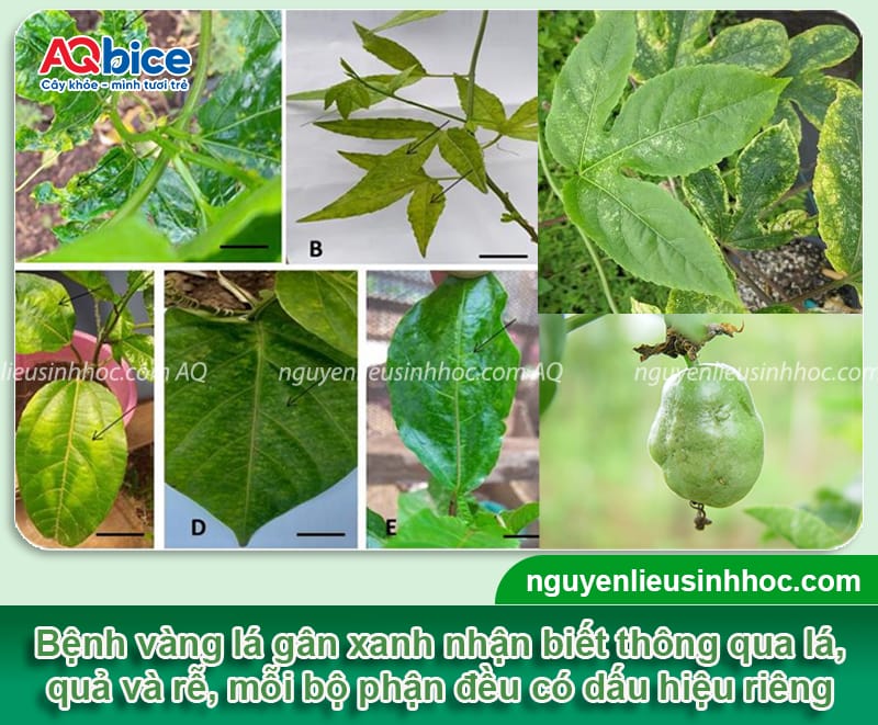 Phòng trừ bệnh vàng lá gân xanh trên cây chanh dây hiệu quả