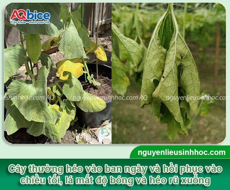 Nguyên nhân cây bầu bị héo lá và Cách xử lý dứt điểm 3 Nguyên nhân cây bầu bị héo lá và cách xử lý hiệu quả