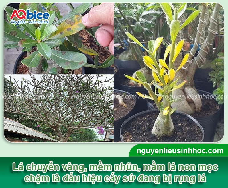 Vì sao cây sứ bị rụng lá? Cách xử lý đơn giản mà hiệu quả