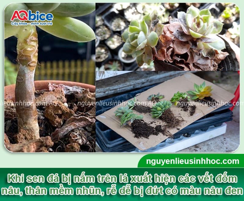 Dấu hiệu nhận biết sen đá bị nấm và Cách phòng trừ dứt điểm 3 Dấu hiệu nhận biết sen đá bị nấm và cách phòng trừ an toàn