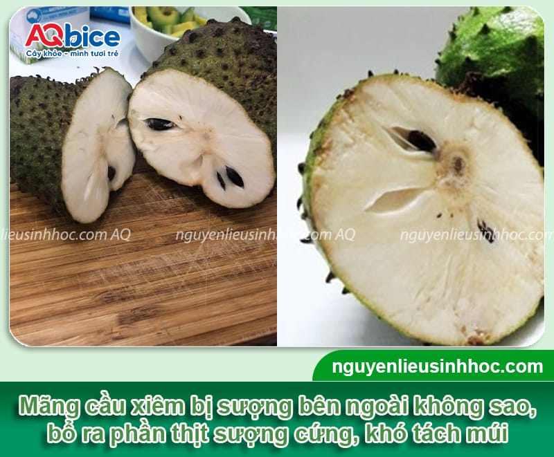 Vì sao mãng cầu xiêm bị sượng và Cách khắc phục 2 Vì sao mãng cầu xiêm bị sượng và cách khắc phục an toàn