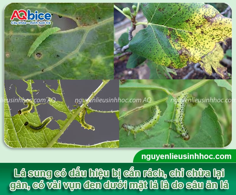 Nhận biết sâu cây sung và cách phòng trừ an toàn, hiệu quả