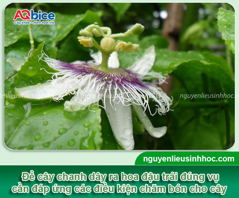 Cách làm cây chanh dây ra hoa và tăng tỷ lệ đậu trái