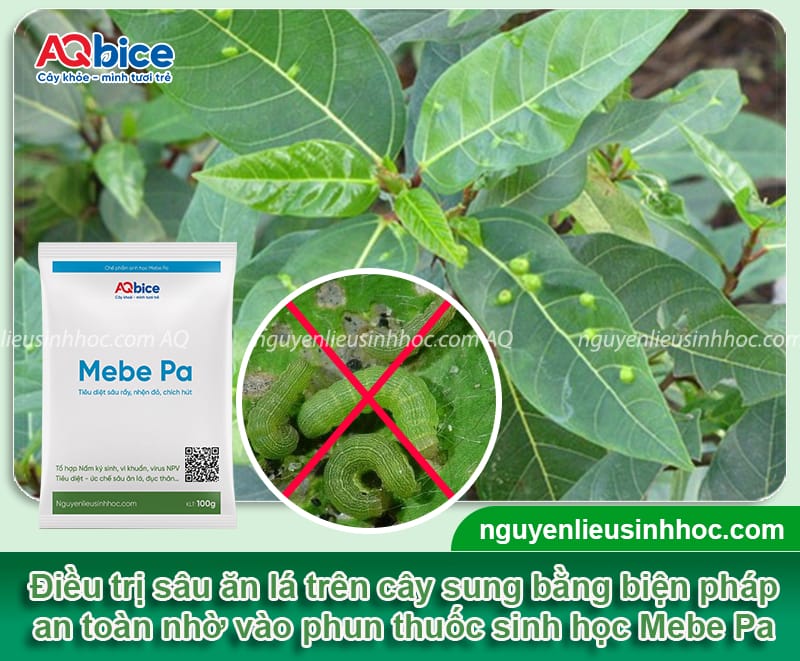 Nhận biết sâu cây sung và cách phòng trừ an toàn, hiệu quả