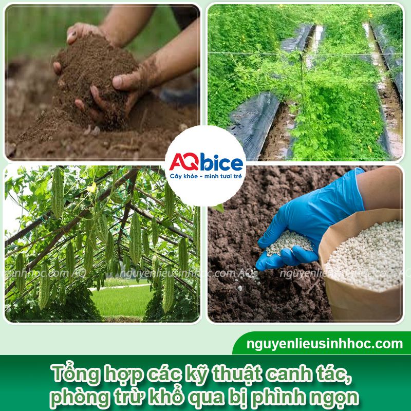 Khổ qua bị phình ngọn do đâu và Cách phòng trị hiệu quả 3 Khổ qua bị phình ngọn: Nguyên nhân, phòng trị hiệu quả