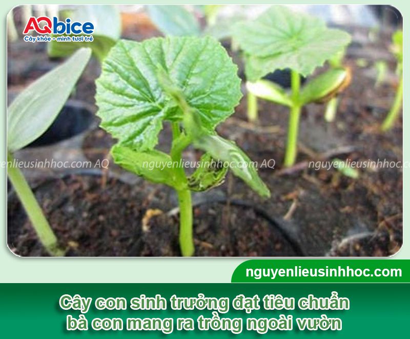 Kỹ thuật trồng mướp hương F1 và chăm sóc sai trĩu quả
