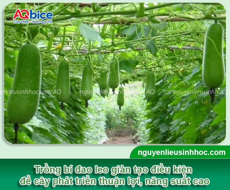 Kỹ thuật trồng bí đao leo giàn và chăm bón năng suất cao