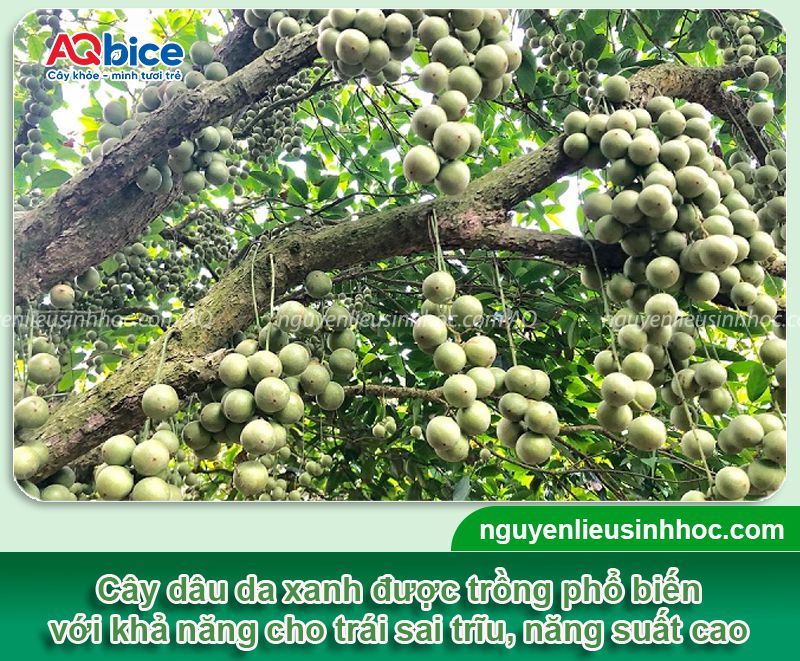 Hướng dẫn kỹ thuật trồng cây dâu da xanh từ A đến Z 1 Kỹ thuật trồng cây dâu da xanh và cách chăm sóc cho trái sai trĩu