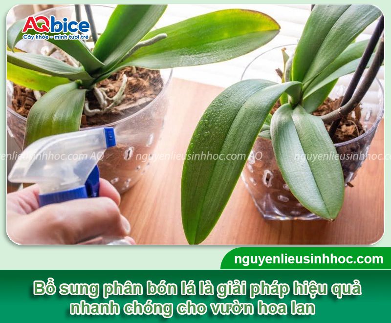 Phân bón lá cho lan: Giúp cây khỏe, dày lá, hoa nở rực rỡ 1 Phân bón lá cho lan bổ sung dinh dưỡng hiệu quả, an toàn