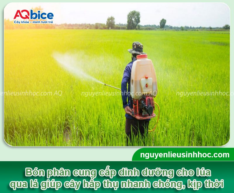 Phân bón lá cho lúa Vi HAF chuyên lúa bung rễ nở bụi nhanh
