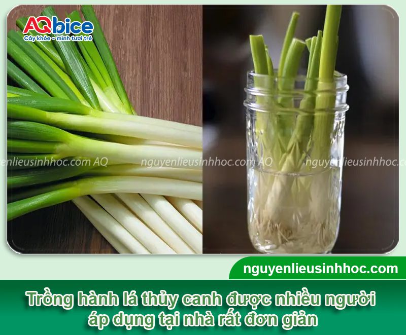 Hướng dẫn các cách trồng hành lá thủy canh đơn giản tại nhà