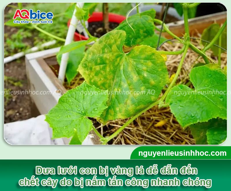 Cây dưa lưới bị vàng lá: Nguyên nhân, phòng trị hiệu quả