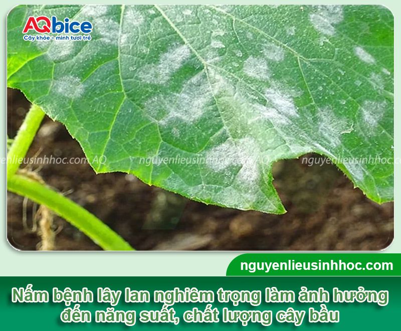 Cây bầu bị nấm lá: Nguyên nhân, dấu hiệu và Cách xử lý 3 Cây bầu bị nấm lá: Nguyên nhân, dấu hiệu và cách xử lý