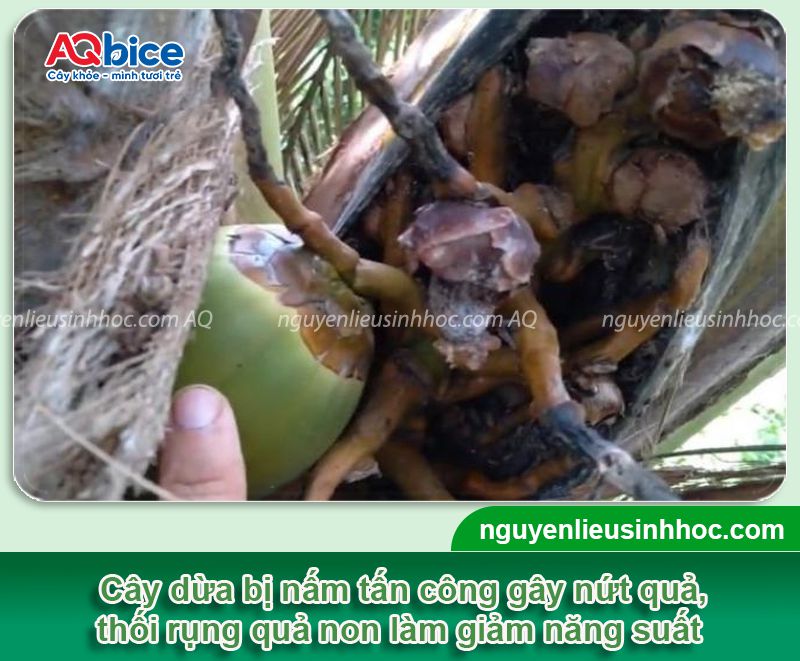 Thuốc trị nấm cho cây dừa: Hiệu quả nhanh, diệt nấm tận gốc 4 Thuốc trị nấm cho cây dừa an toàn, hiệu quả vượt trội