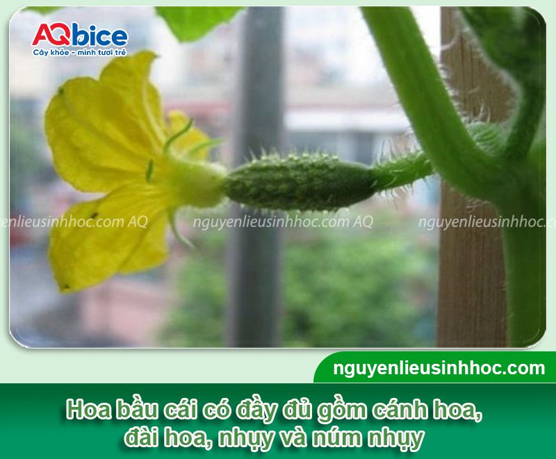 Cách làm cây bầu ra hoa cái để thụ phấn hiệu quả 3 Cách làm cây bầu ra hoa cái đúng kỹ thuật cho năng suất cao