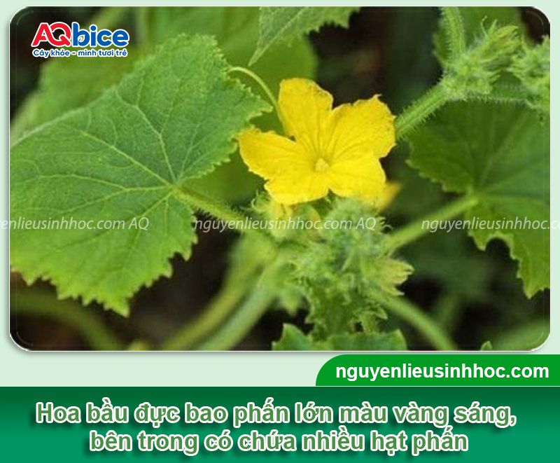 Cách làm cây bầu ra hoa cái để thụ phấn hiệu quả 2 Cách làm cây bầu ra hoa cái đúng kỹ thuật cho năng suất cao