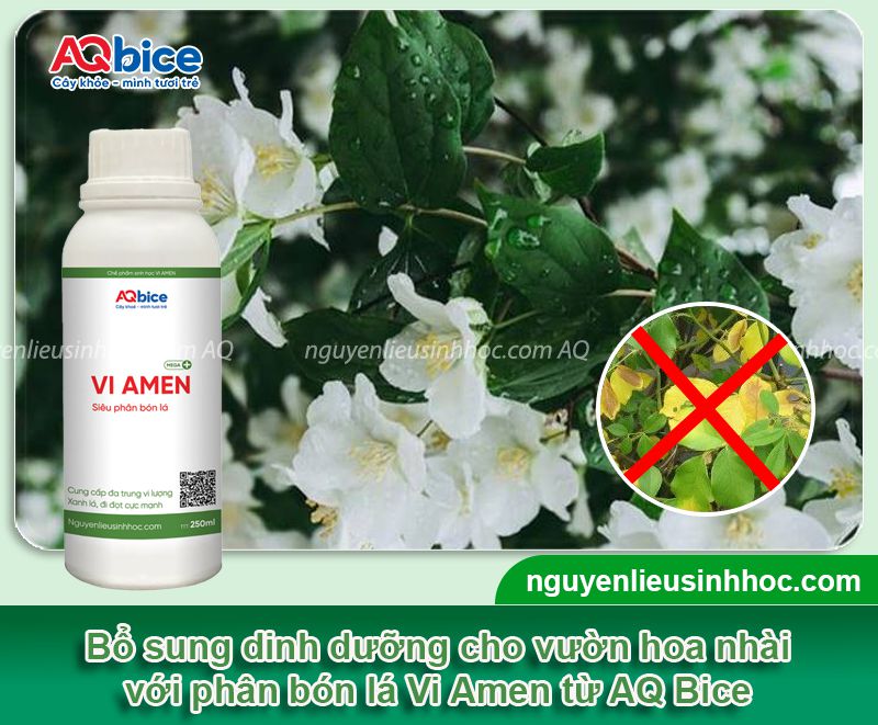 Cây hoa nhài bị vàng lá: Nguyên nhân, khắc phục hiệu quả 3 Cây hoa nhài bị vàng lá: Nguyên nhân, khắc phục hiệu quả