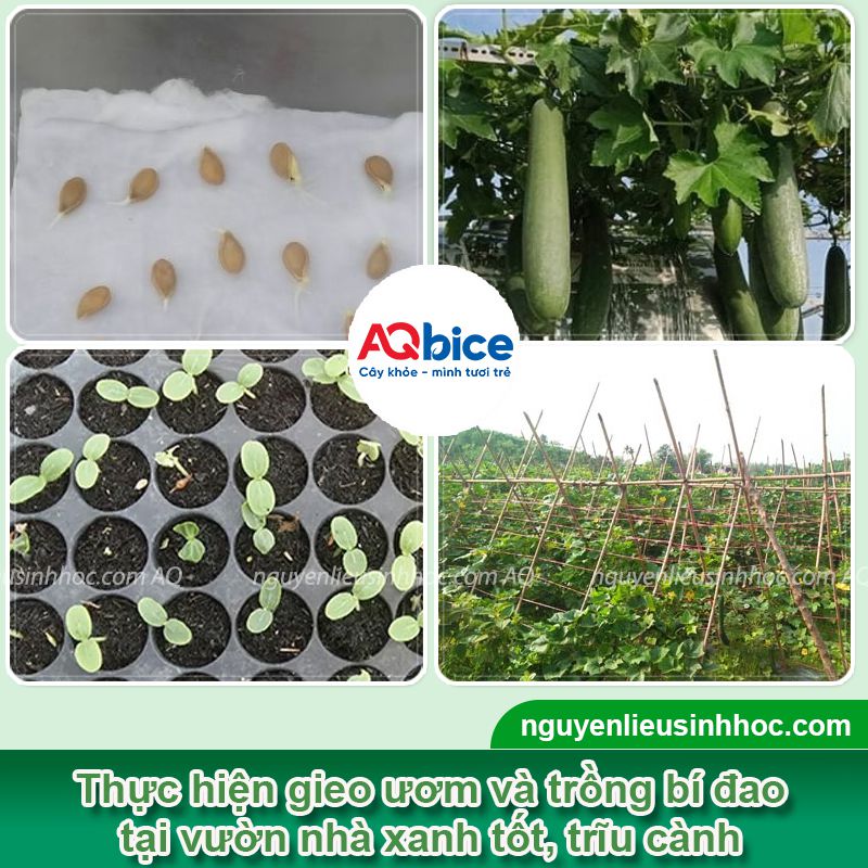 Kỹ thuật trồng bí đao leo giàn và chăm bón năng suất cao