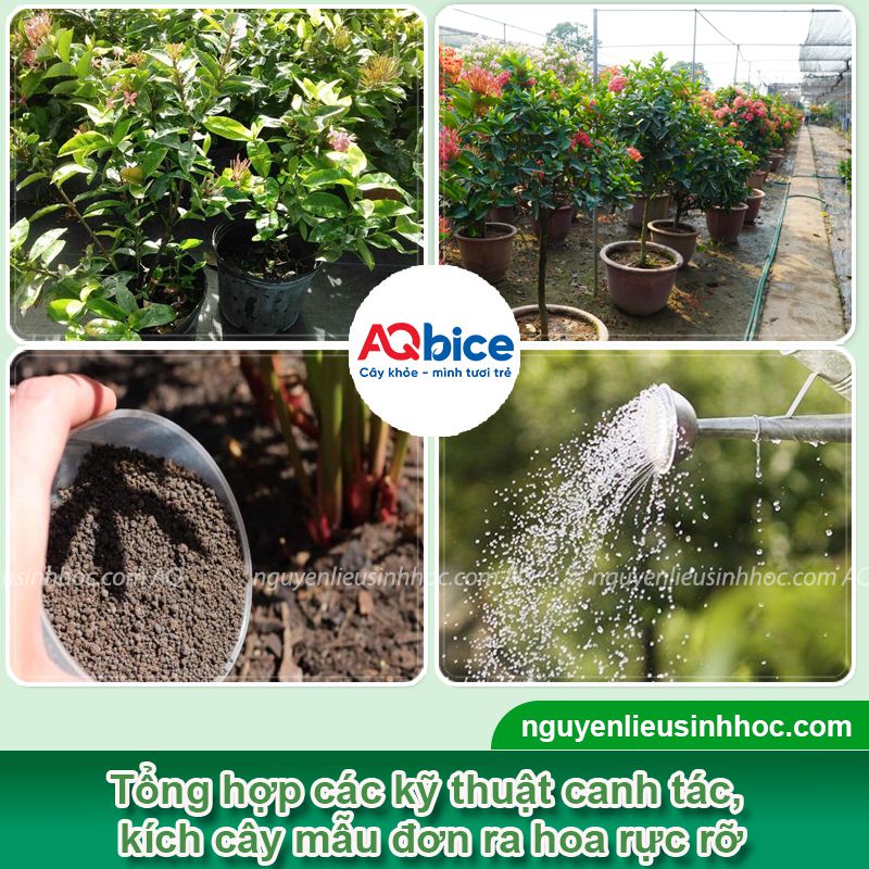 Cách làm cho cây mẫu đơn ra hoa đều màu, rực rỡ