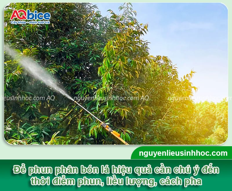 Phân bón lá sầu riêng: Bí quyết chọn đúng, dùng hiệu quả
