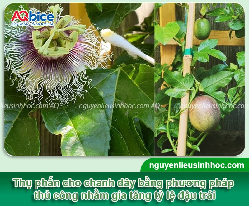 Hướng dẫn cách thụ phấn chanh dây bằng biện pháp thủ công