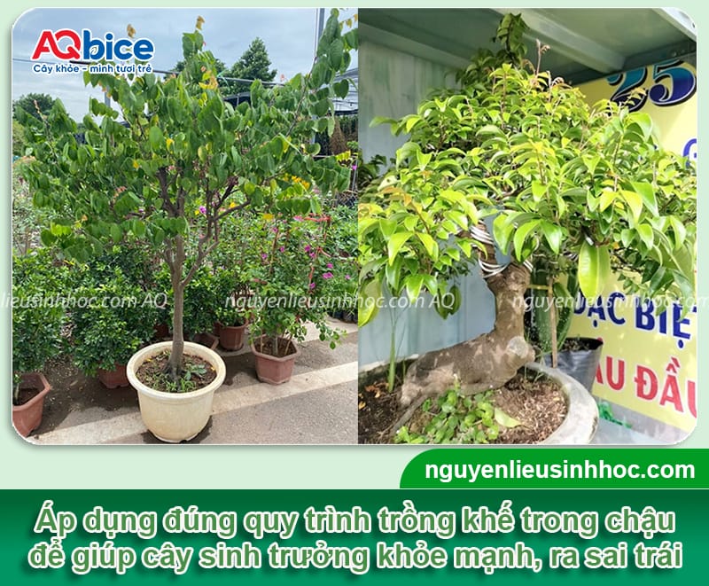 Hướng dẫn cách trồng cây khế trong chậu cảnh đúng kỹ thuật 4 Hướng dẫn cách trồng cây khế trong chậu cảnh đúng kỹ thuật