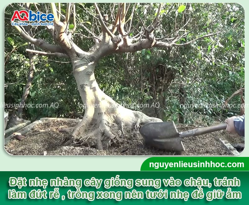 Cách trồng cây sung trong chậu cho quả sai và dáng đẹp