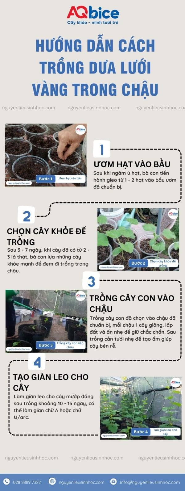 Hướng dẫn cách trồng dưa lưới vàng trong chậu đúng kỹ thuật