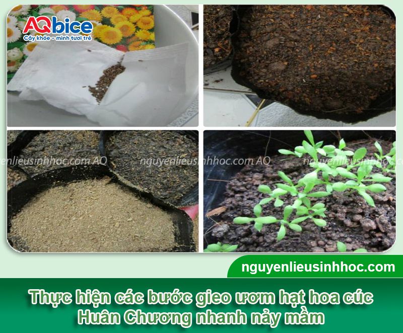 Cách trồng hoa cúc Huân Chương và chăm hoa nở dịp Tết 3 Cách trồng hoa cúc Huân Chương và chăm hoa nở dịp Tết