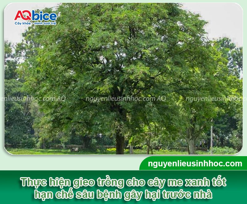 Trồng cây me trước nhà có tốt không? Một số lưu ý