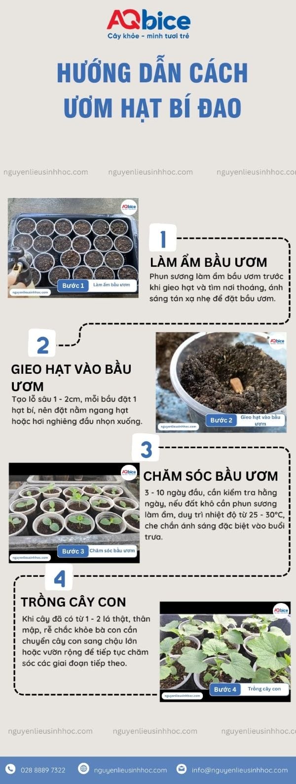 Cách ươm hạt bí đao đúng kỹ thuật giúp hạt mau nảy mầm