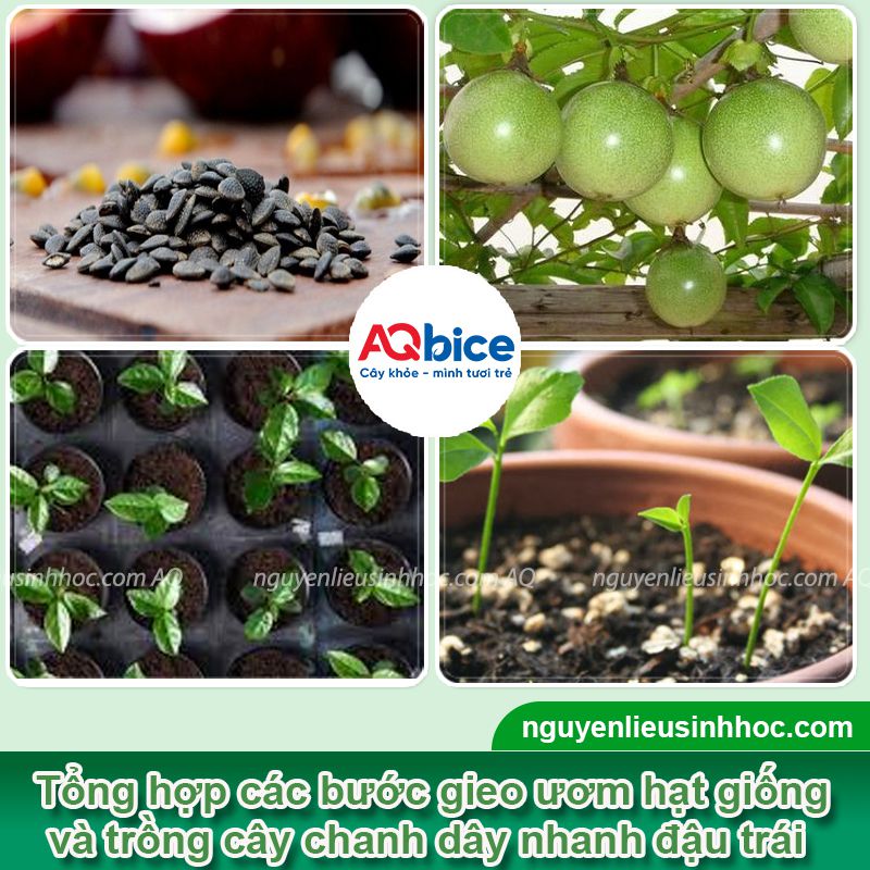Cách ươm hạt chanh dây cực dễ, nhanh nảy mầm 2 Cách ươm hạt chanh dây và gieo trồng cho năng suất cao