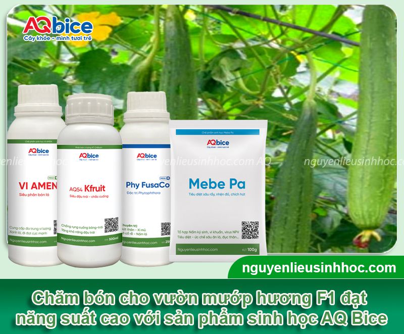Kỹ thuật trồng mướp hương F1 và chăm sóc sai trĩu quả