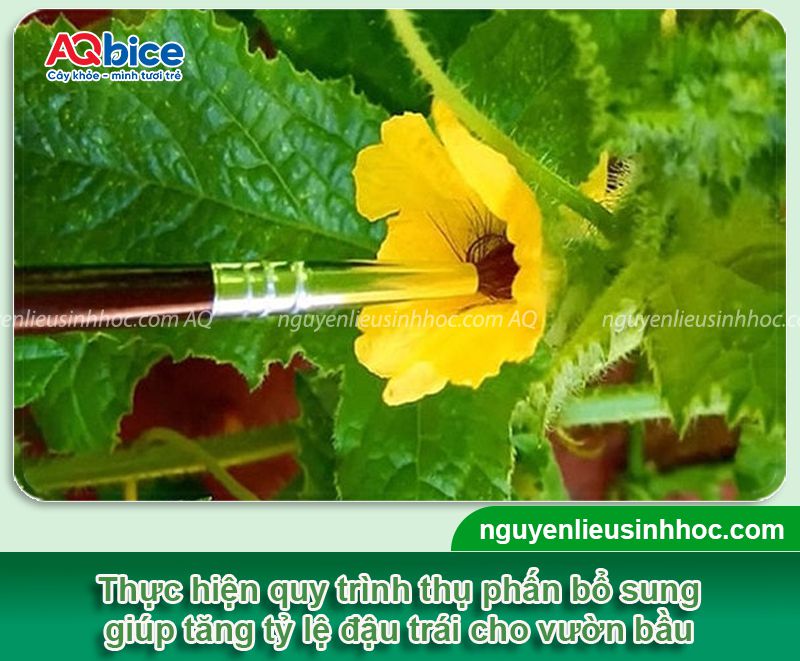 Cách thụ phấn cho bầu đơn giản giúp tăng tỷ lệ đậu trái