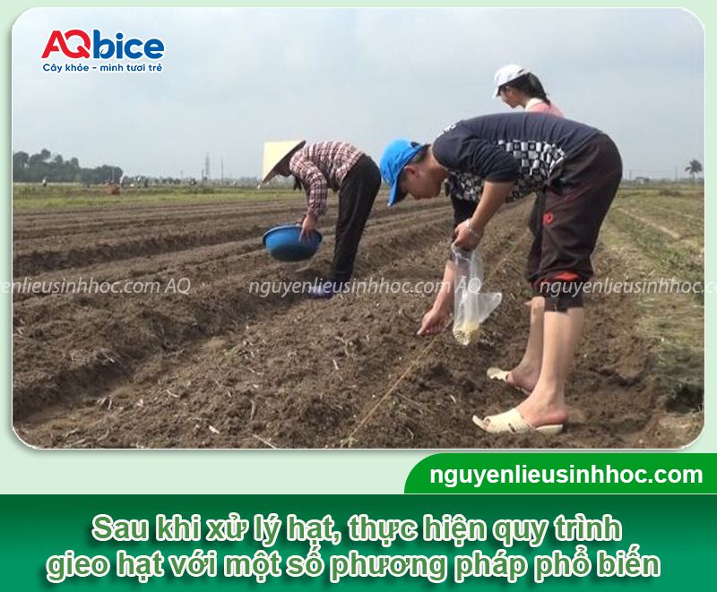 Cách trồng đậu nành và chăm sóc năng suất cao, ít sâu bệnh
