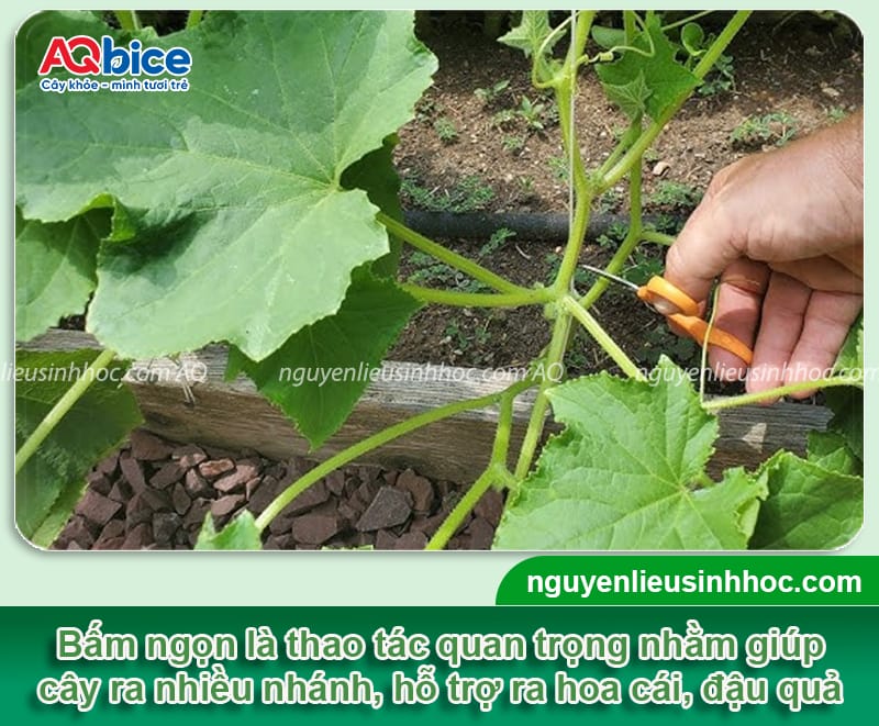 Trồng bí đao có bấm ngọn không? Cách bấm ngọn đúng cách 3 Trồng bí đao có bấm ngọn không? Cách bấm ngọn đúng cách