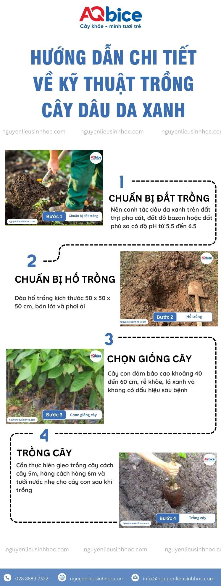Hướng dẫn kỹ thuật trồng cây dâu da xanh từ A đến Z 3 Kỹ thuật trồng cây dâu da xanh và cách chăm sóc cho trái sai trĩu