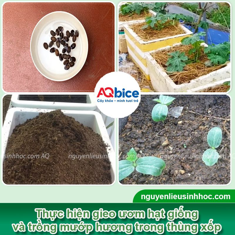 Cách trồng mướp hương trong thùng xốp sai quả, ít sâu bệnh 2 Cách trồng mướp hương trong thùng xốp sai quả, ít sâu bệnh