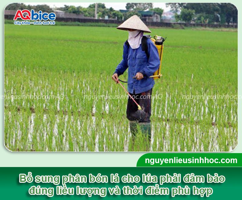 Phân bón lá cho lúa Vi HAF chuyên lúa bung rễ nở bụi nhanh