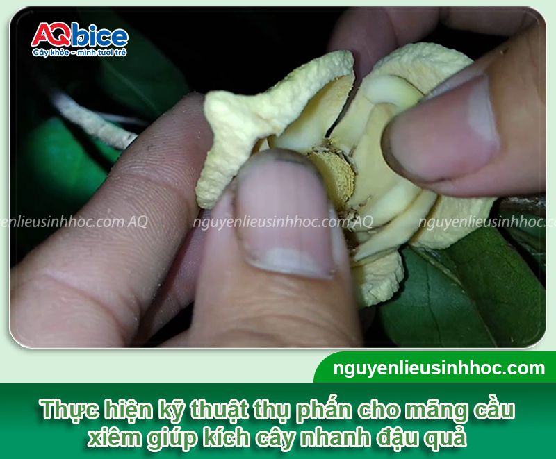 Cách làm cho mãng cầu xiêm đậu trái năng suất cao