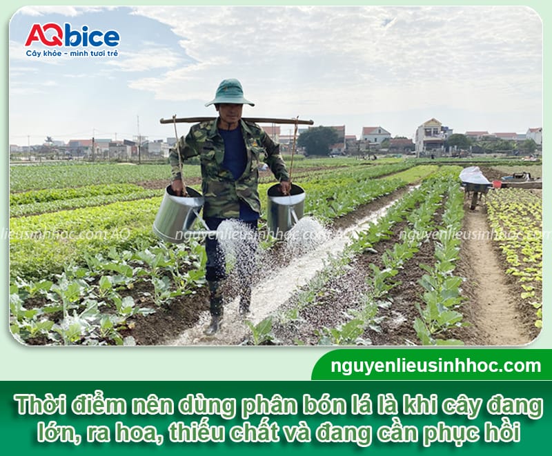 Phân bón lá là gì? Công dụng, cách dùng và lưu ý cần biết
