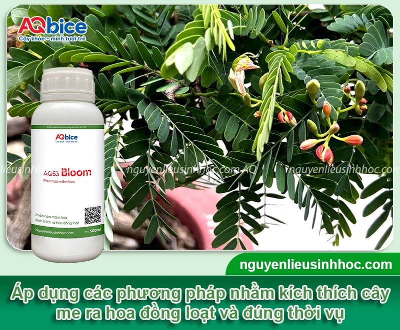 Cây me thái trồng bao lâu có trái và các yếu tố ảnh hưởng