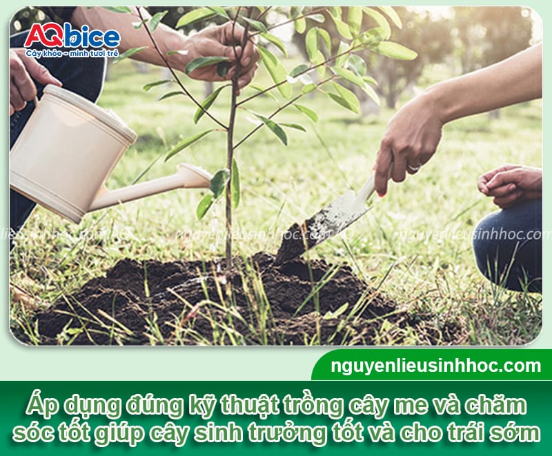 Cây me thái trồng bao lâu có trái và các yếu tố ảnh hưởng